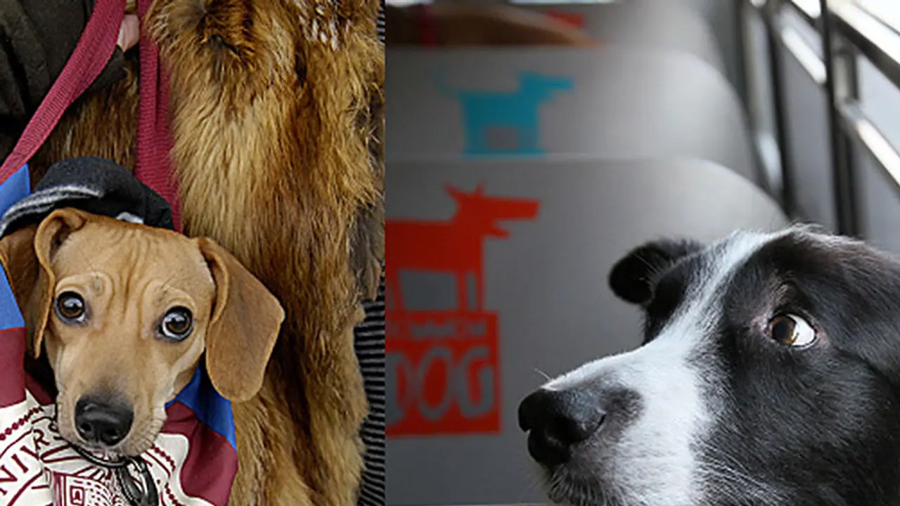 Karnataka: Now, take your dogs, cats, birds to accompany you in this KSRTC bus Karnataka: Now, take your dogs, cats, birds to accompany you in this KSRTC bus