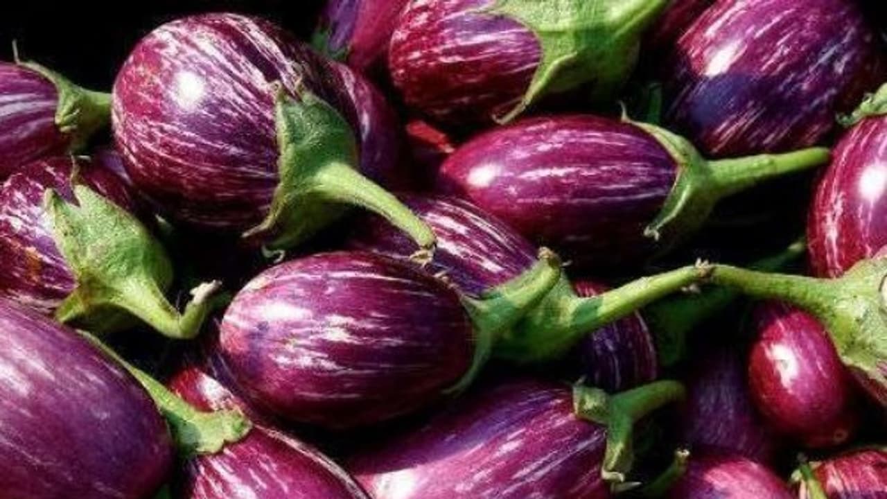 கத்திரியை இவ்வளவு பூச்சிகள் தாக்கி பெரும் சேதத்தை ஏற்படுத்துகின்றன... கத்திரியை இவ்வளவு பூச்சிகள் தாக்கி பெரும் சேதத்தை ஏற்படுத்துகின்றன...