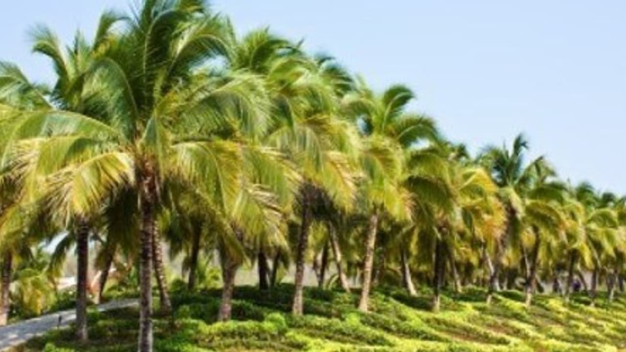 தென்னையைத் தாக்கும் குருத்தழுகல் நோயை எப்படி கட்டுப்படுத்தலாம்/ தென்னையைத் தாக்கும் குருத்தழுகல் நோயை எப்படி கட்டுப்படுத்தலாம்/