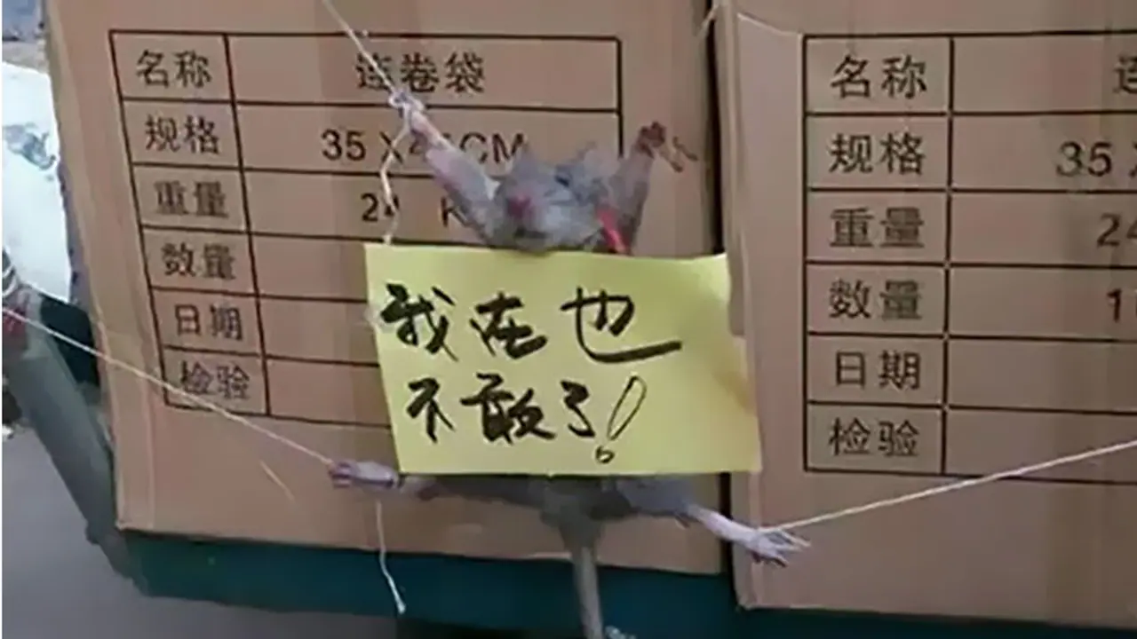 What did this rat do to deserve a punishment like this?