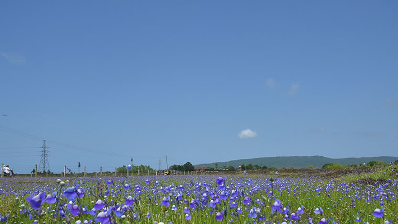 മാടായിപ്പാറയുടെ കഥകള്‍; കാഴ്ചകളും!