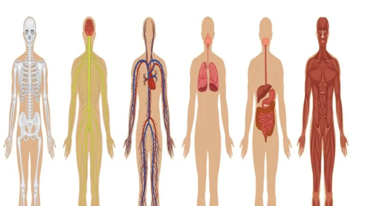 மனித உடலைப் பற்றிய இந்த தகவல்கள் உங்களை நிச்சயம் ஆச்சரியப்படுத்தும்… மனித உடலைப் பற்றிய இந்த தகவல்கள் உங்களை நிச்சயம் ஆச்சரியப்படுத்தும்…