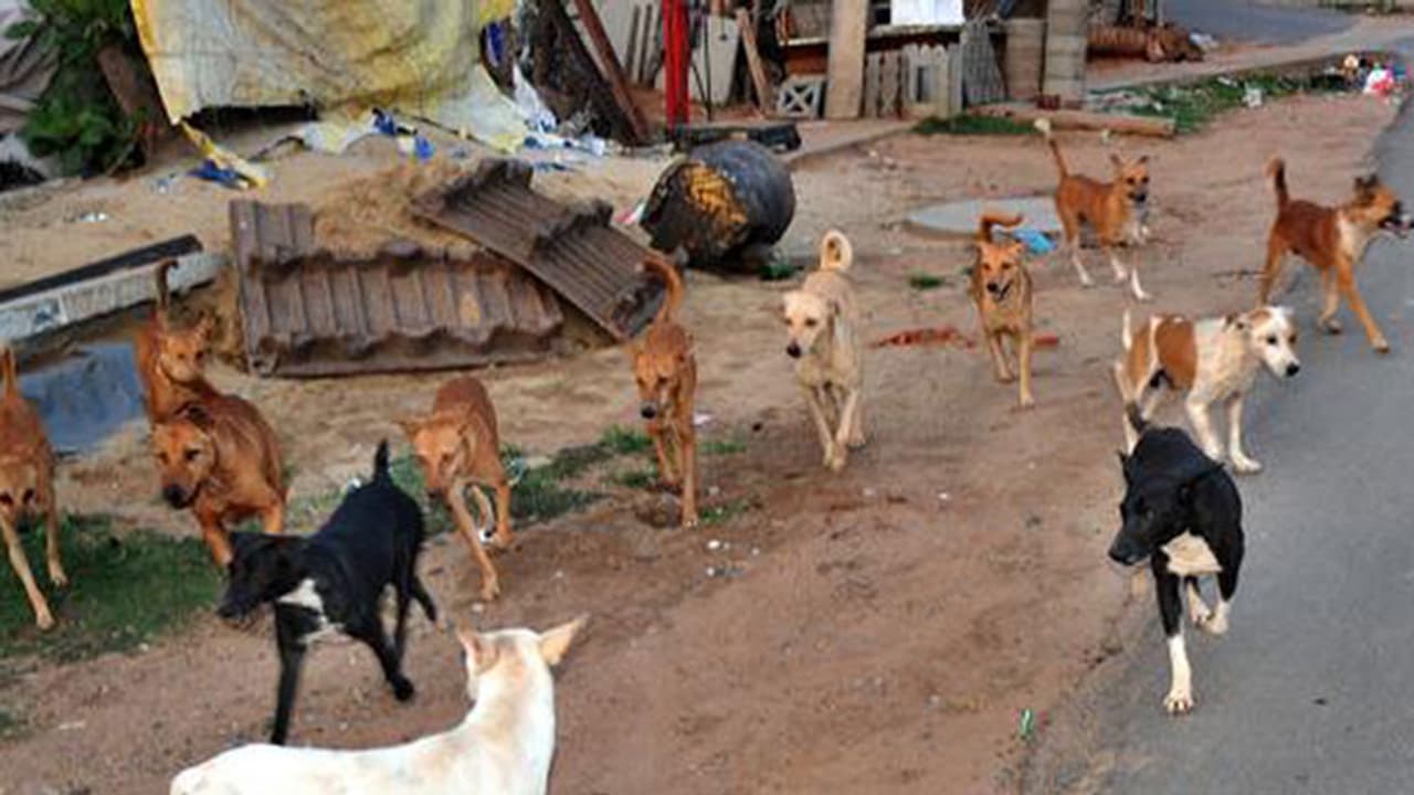 കെഎസ്ആര്ടിബസ് സ്റ്റാന്റ് കീഴടക്കി തെരുവ് നായ്ക്കള്; മെക്കാനിക്കിന്റെ ഇരുകാലിനും കടിയേറ്റു കെഎസ്ആര്ടിബസ് സ്റ്റാന്റ് കീഴടക്കി തെരുവ് നായ്ക്കള്; മെക്കാനിക്കിന്റെ ഇരുകാലിനും കടിയേറ്റു