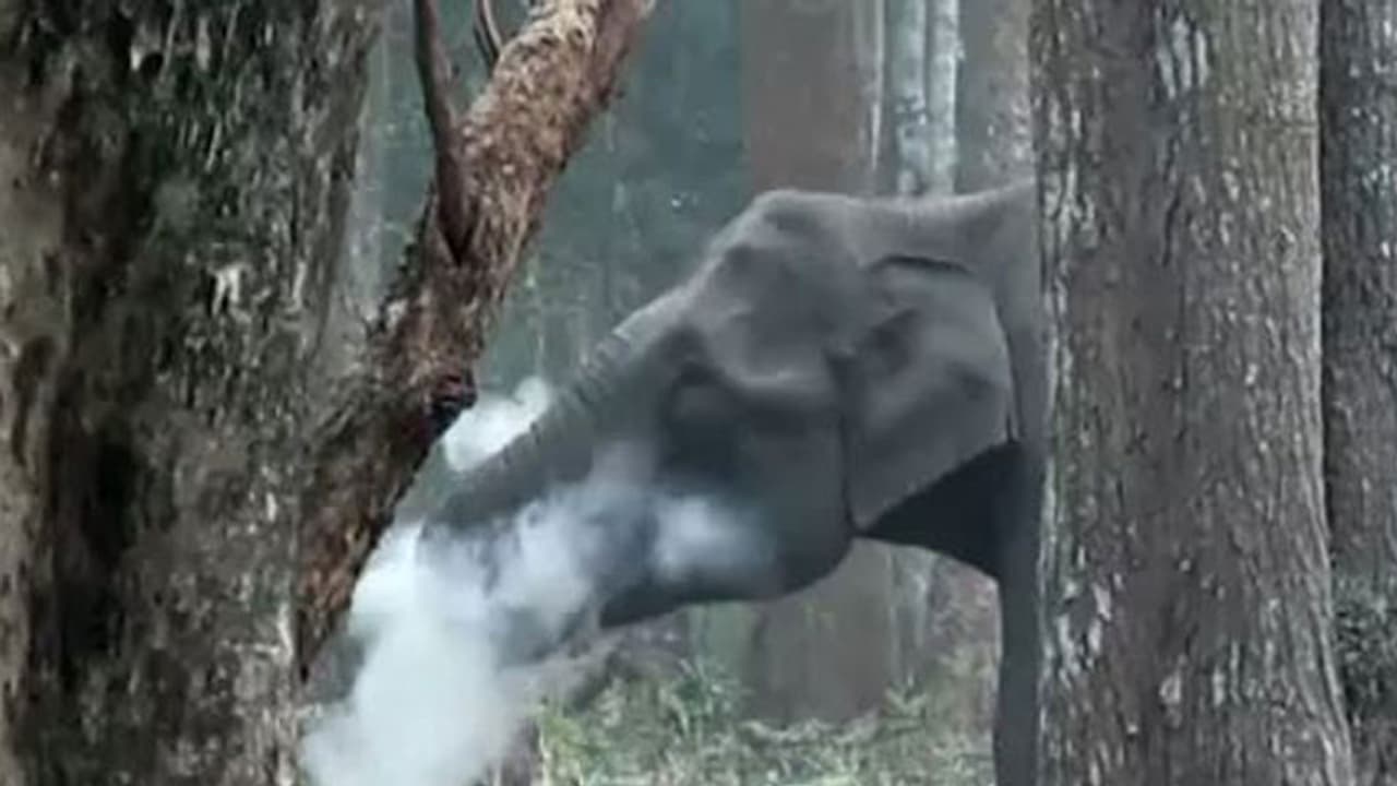 ಆನೆ ಬಾಯಿಯಿಂದ ಬರುತ್ತಿದೆ ದಟ್ಟವಾದ ಹೊಗೆ : ವಿಡಿಯೋ ಭಾರೀ ವೈರಲ್..!