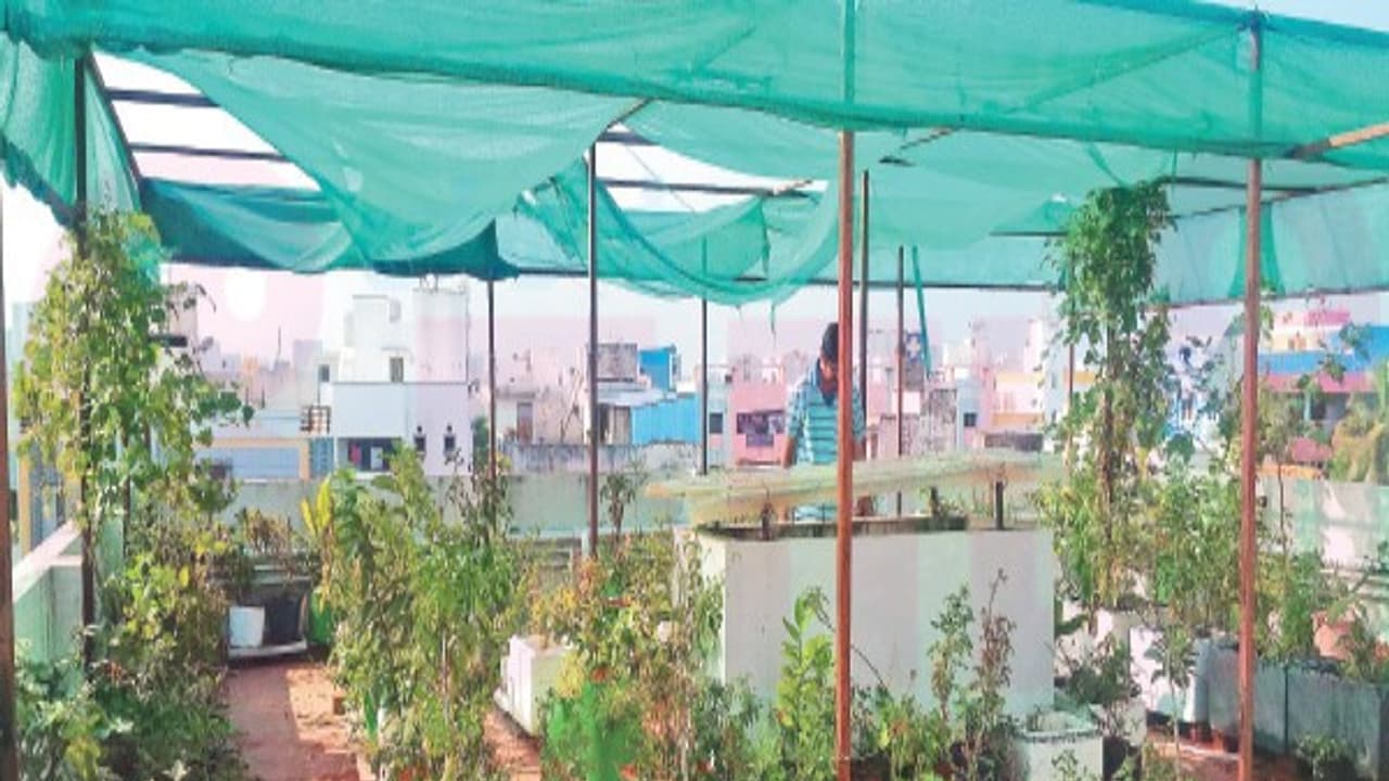 வீட்டுத் தோட்டங்களை பராமரிக்க வித்தியாசமான வழிகள் உங்களுக்காக இதோ...