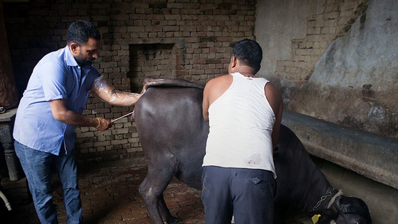 ಪಶು ವೈದ್ಯಕೀಯ ಇಲಾಖೆಗೆ ಸಿಬ್ಬಂದಿ ಕೊರತೆ..!