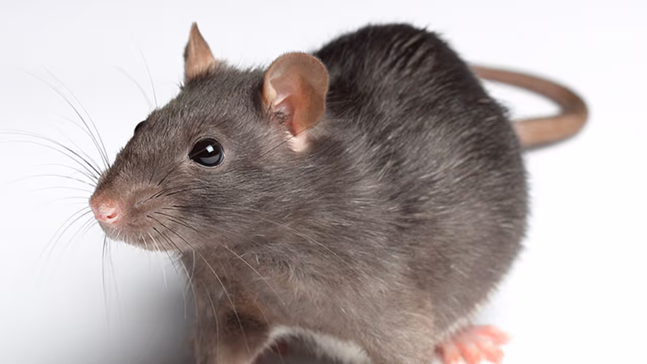 എലിയെപ്പേടിച്ച് വീടുവിട്ടിറങ്ങി ഒരു കുടുബം!