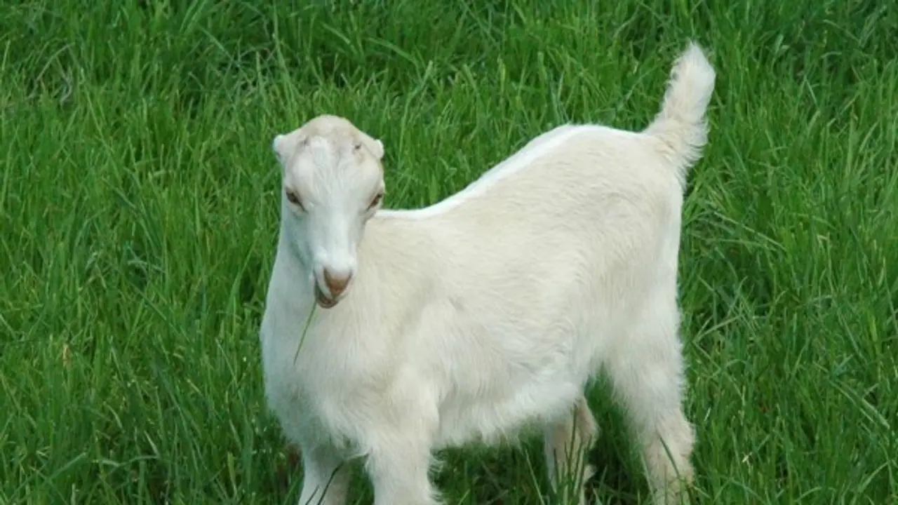 ஆடுகளின் வயதை பார்த்தவுடனே கண்டுபிடிப்பது எப்படி? ஆடுகளின் வயதை பார்த்தவுடனே கண்டுபிடிப்பது எப்படி?