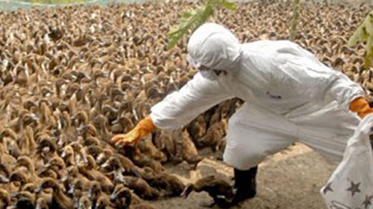 கொத்துக்கொத்தாக மடிந்த குரங்குகள், பறவைகள்...!! கேரளாவில் உயிர் பயத்தில் மக்கள்..!!