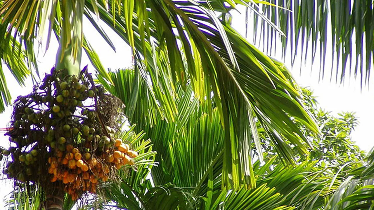 ಉತ್ತರ ಭಾರತಕ್ಕೀಗ ಹೊಸ ಅಡಕೆಯೇ ಬೇಕು!: ಮಾರುಕಟ್ಟೆಯಲ್ಲೀಗ ಹೊಸ ಟ್ರೆಂಡ್ ಶುರು ಉತ್ತರ ಭಾರತಕ್ಕೀಗ ಹೊಸ ಅಡಕೆಯೇ ಬೇಕು!: ಮಾರುಕಟ್ಟೆಯಲ್ಲೀಗ ಹೊಸ ಟ್ರೆಂಡ್ ಶುರು