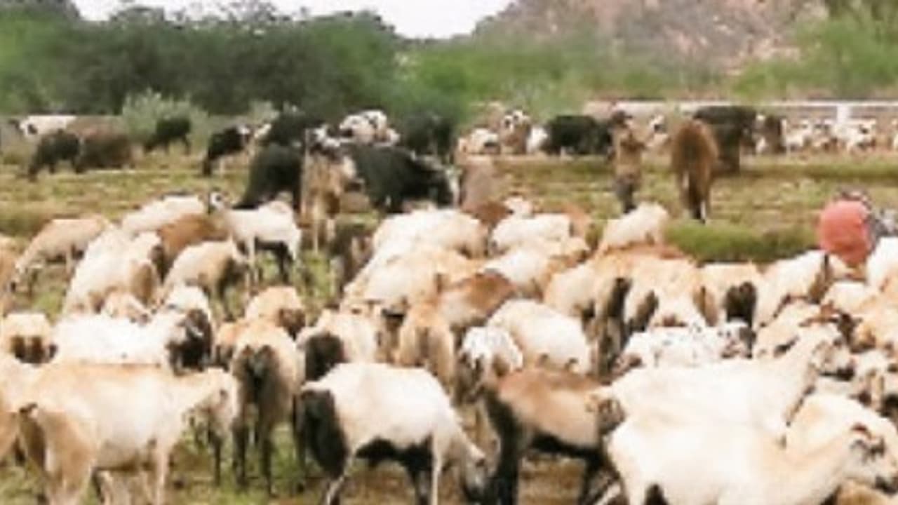 மழை மற்றும் பனிக் காலங்களில் ஆடுகள் அதிக நேரம் மேய்ந்தால் ஆபத்துதான்… மழை மற்றும் பனிக் காலங்களில் ஆடுகள் அதிக நேரம் மேய்ந்தால் ஆபத்துதான்…