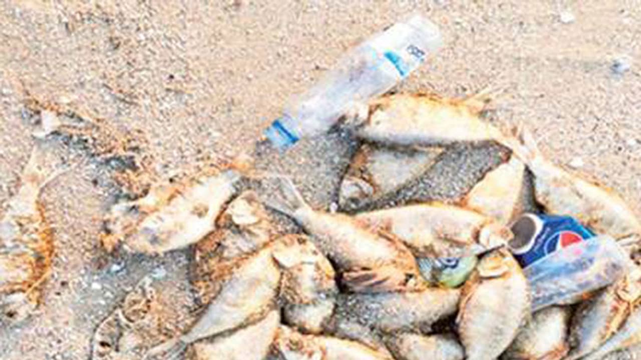 കുവൈറ്റ് തീരങ്ങളില് മത്സ്യങ്ങള് ചത്ത് അടിയുന്നു കുവൈറ്റ് തീരങ്ങളില് മത്സ്യങ്ങള് ചത്ത് അടിയുന്നു