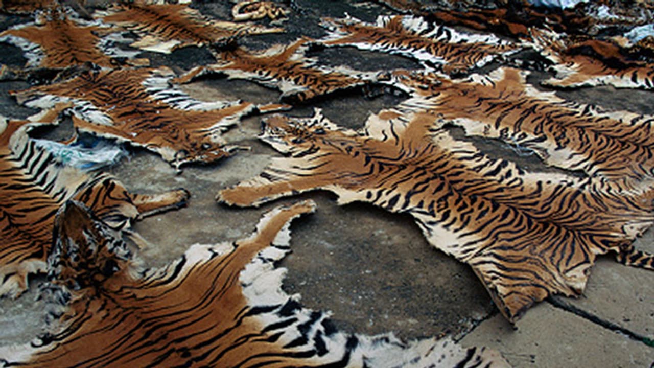 Cows come to rescue of Karnataka's 'tiger poachers' Cows come to rescue of Karnataka's 'tiger poachers'