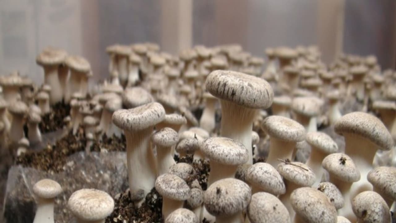 காளாண் வளர்ப்பு பற்றி முழு அலசல் அறுவடை, வருமானம் அனைத்து தகவலும் உள்ளே... காளாண் வளர்ப்பு பற்றி முழு அலசல் அறுவடை, வருமானம் அனைத்து தகவலும் உள்ளே...