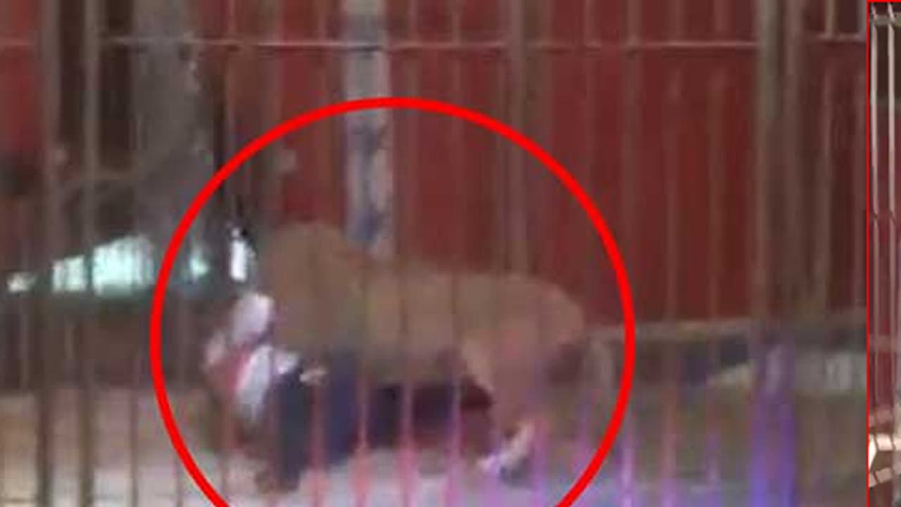 (ವಿಡಿಯೋ) ಸರ್ಕಸ್'ನಲ್ಲಿ ಶೋ ನಡುವೆಯೇ ಮಾಲಿಕನ ಮೇಲೆರಗಿದ ಸಿಂಹ! (ವಿಡಿಯೋ) ಸರ್ಕಸ್'ನಲ್ಲಿ ಶೋ ನಡುವೆಯೇ ಮಾಲಿಕನ ಮೇಲೆರಗಿದ ಸಿಂಹ!