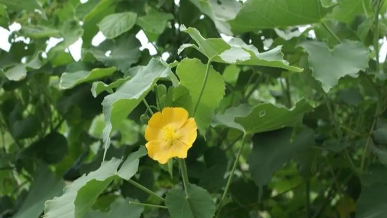 தோலில் உண்டாகும் படர்தாமரையை போக்க துத்தி இலையை அரைத்துப் பூசினாலே போதும்... தோலில் உண்டாகும் படர்தாமரையை போக்க துத்தி இலையை அரைத்துப் பூசினாலே போதும்...