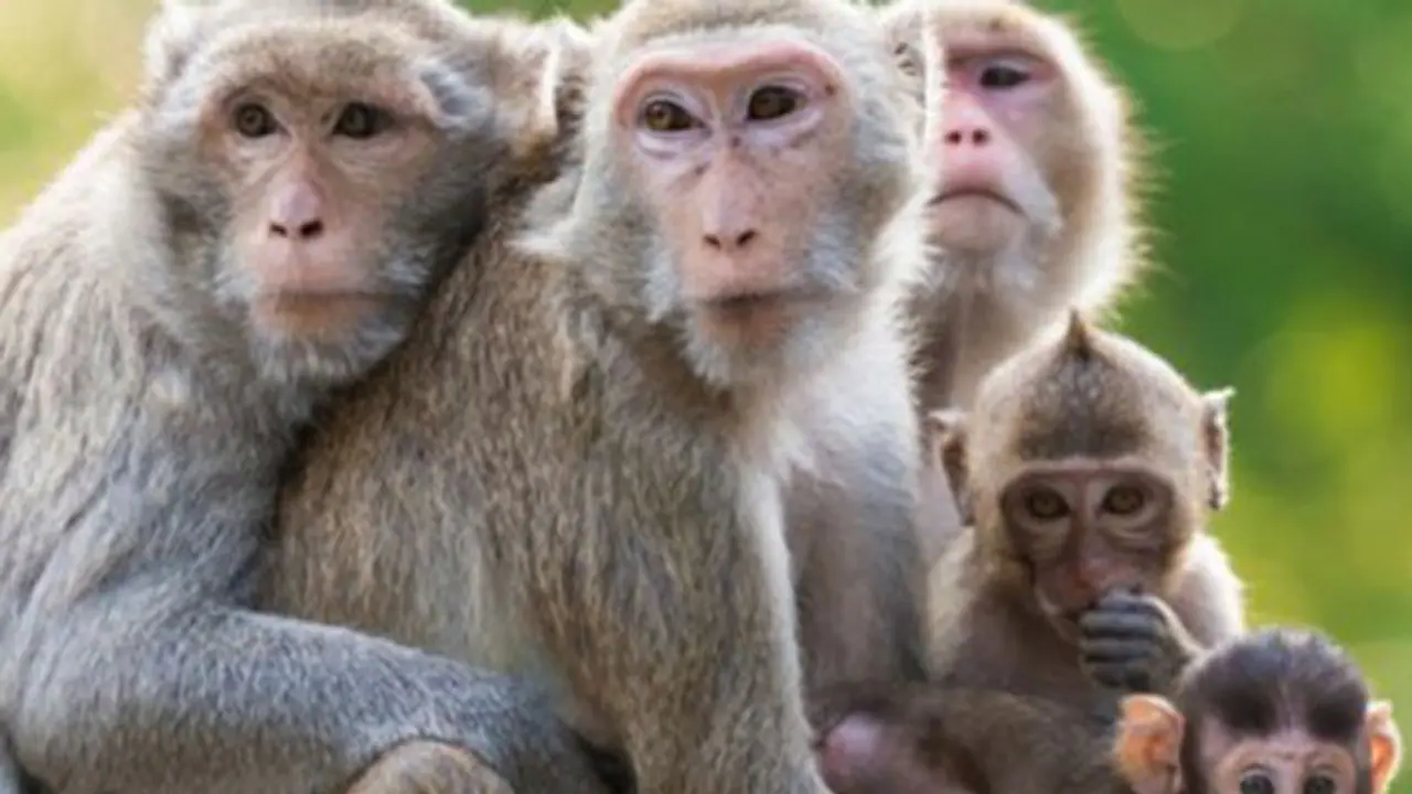 ಶಿವಮೊಗ್ಗ: ಮಲೆನಾಡಿನಲ್ಲೀಗ ವಾ ನರ ಸಂಘರ್ಷ ಶಿವಮೊಗ್ಗ: ಮಲೆನಾಡಿನಲ್ಲೀಗ ವಾ ನರ ಸಂಘರ್ಷ