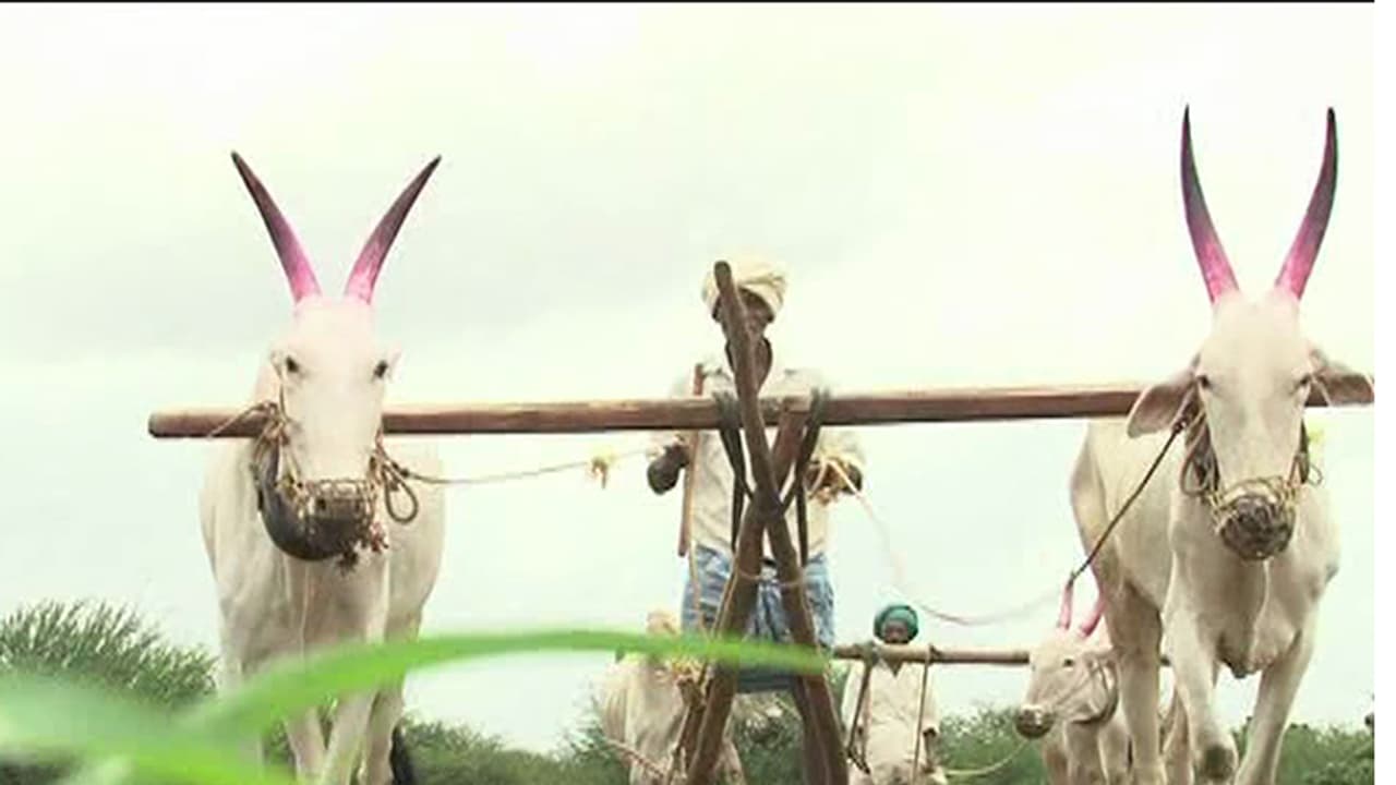 ಬರದಿಂದ ಕಂಗೆಟ್ಟ ಹಾವೇರಿ ಜಿಲ್ಲೆಯ ಅನ್ನದಾತ: ರೈತರ ಮೇಲೆ ಮುನಿಸಿಕೊಂಡಿರುವ ವರುಣ ಬರದಿಂದ ಕಂಗೆಟ್ಟ ಹಾವೇರಿ ಜಿಲ್ಲೆಯ ಅನ್ನದಾತ: ರೈತರ ಮೇಲೆ ಮುನಿಸಿಕೊಂಡಿರುವ ವರುಣ