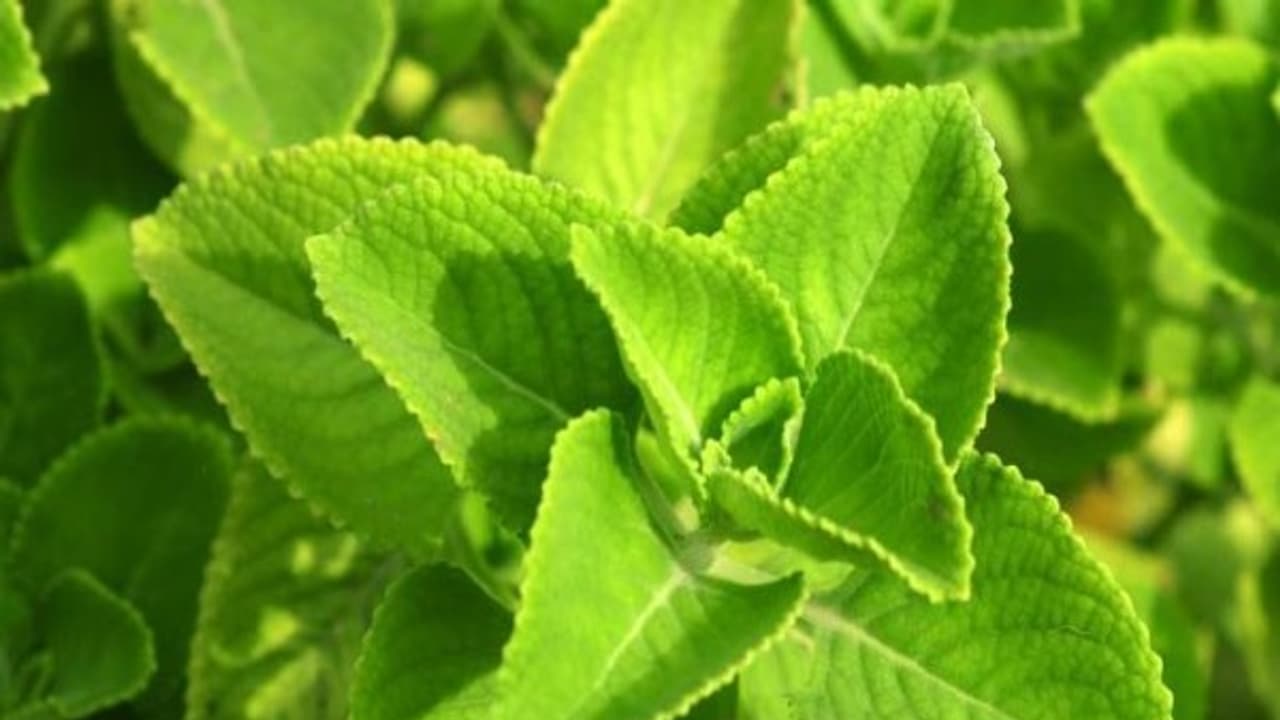 தொண்டைக் கட்டிக் கொண்டால் கற்பூரவல்லி சிறந்த மருந்து; இன்னும் சில டிப்ஸ் உள்ளே… தொண்டைக் கட்டிக் கொண்டால் கற்பூரவல்லி சிறந்த மருந்து; இன்னும் சில டிப்ஸ் உள்ளே…