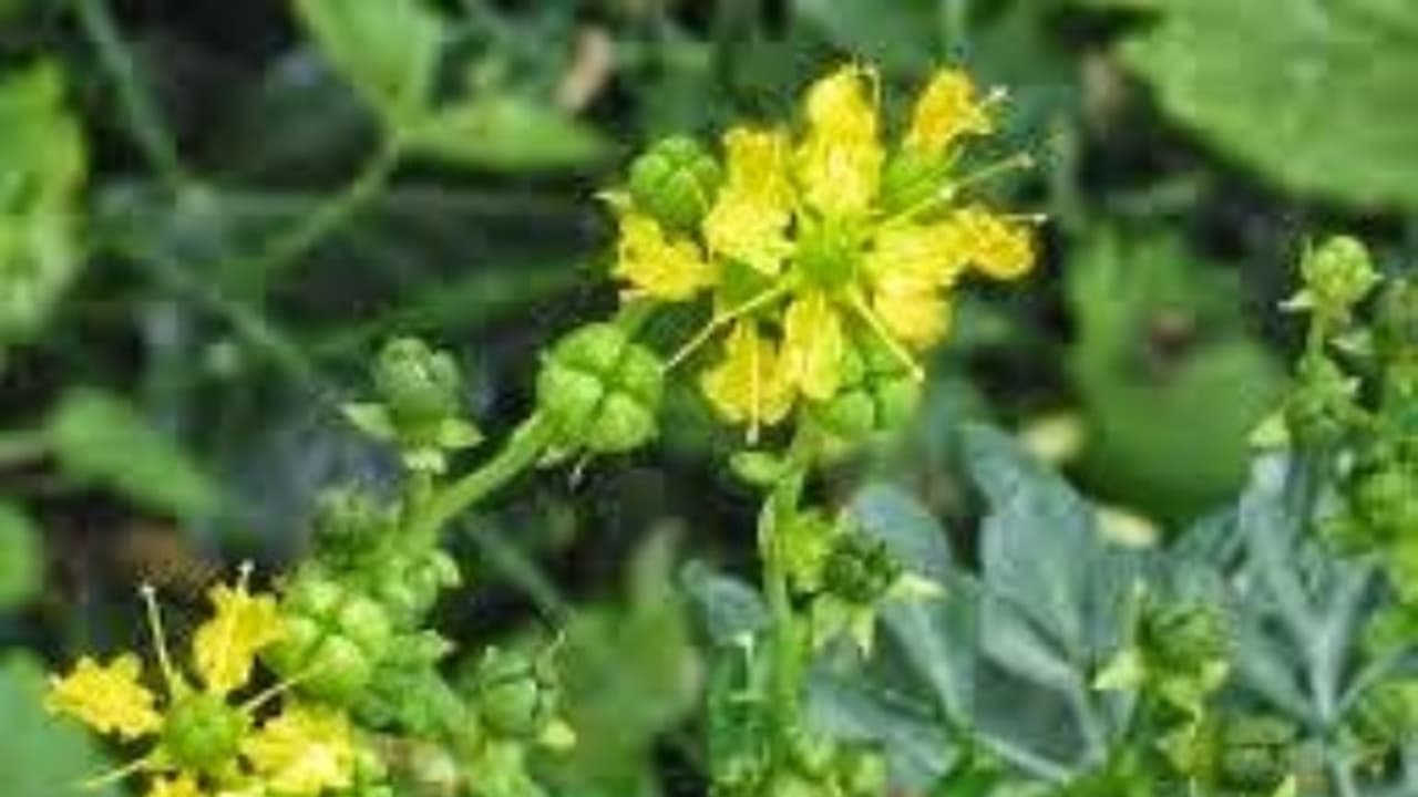 உங்களுக்குத் தெரியுமா?அறுவதா இலையை நெருப்பிலிட்டு புகையை சுவாசிக்க இருமல் தணியும்... உங்களுக்குத் தெரியுமா?அறுவதா இலையை நெருப்பிலிட்டு புகையை சுவாசிக்க இருமல் தணியும்...