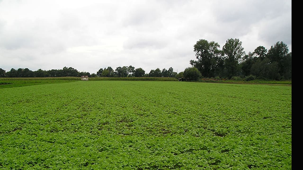 AP seals ₹10k cr gas based fertiliser project deal AP seals ₹10k cr gas based fertiliser project deal
