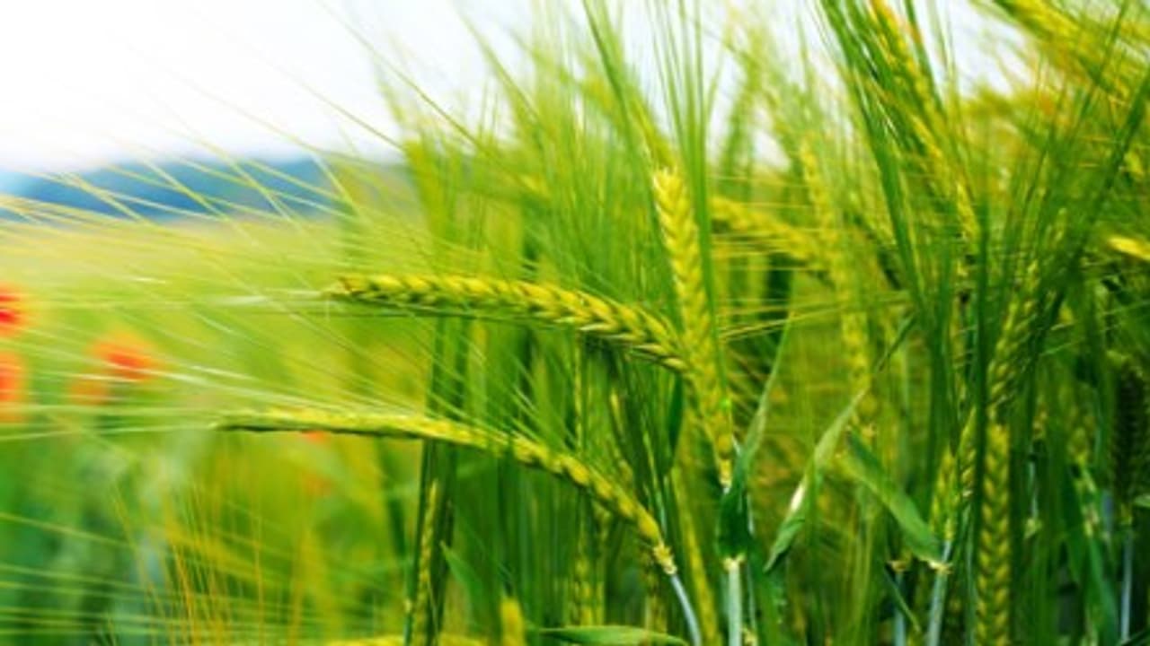 ஊட்டச்சத்து மேலாண்மையை சரியாக செய்தால் நெல்லில் கூடுதல் மகசூல் பெறலாம்… ஊட்டச்சத்து மேலாண்மையை சரியாக செய்தால் நெல்லில் கூடுதல் மகசூல் பெறலாம்…