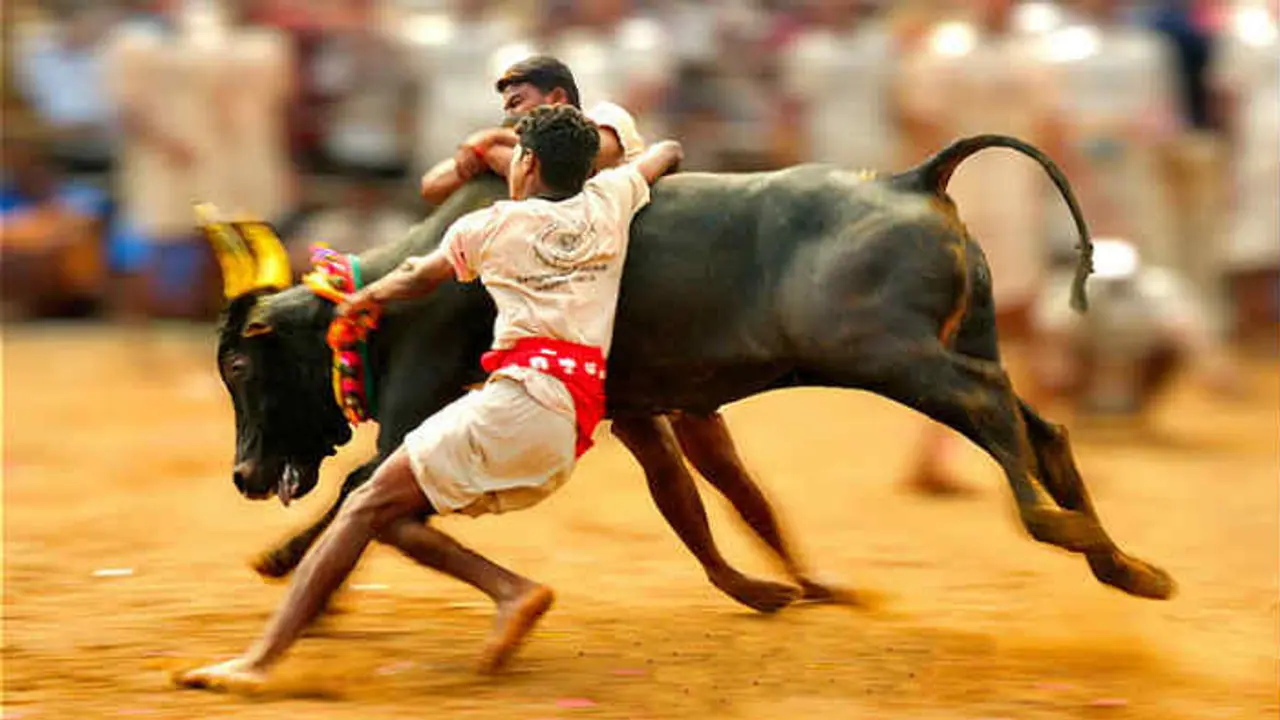 రంగంపేటలో జల్లికట్టు పోటీల్లో అపశృతి.. ఎనిమిది మందికి తీవ్ర గాయాలు.. రంగంపేటలో జల్లికట్టు పోటీల్లో అపశృతి.. ఎనిమిది మందికి తీవ్ర గాయాలు..