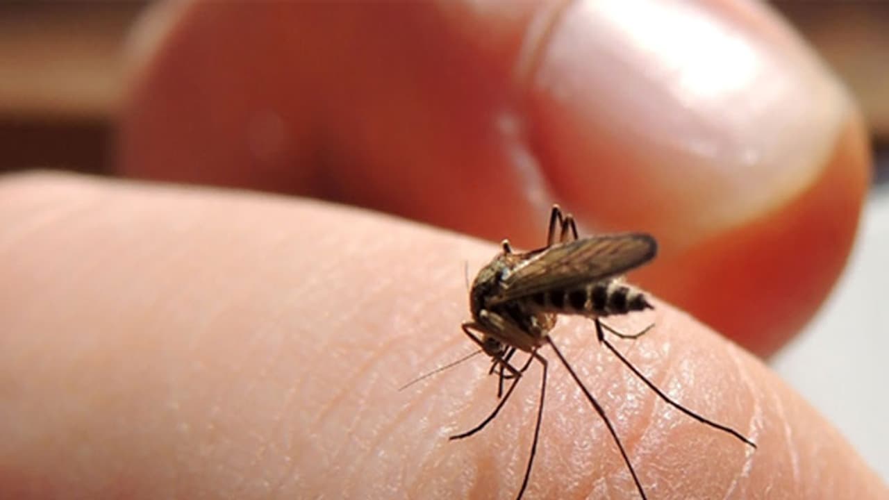 ചിക്കുൻഗുനിയ ; ലക്ഷണങ്ങളും പ്രതിരോധ മാർ​ഗങ്ങളും