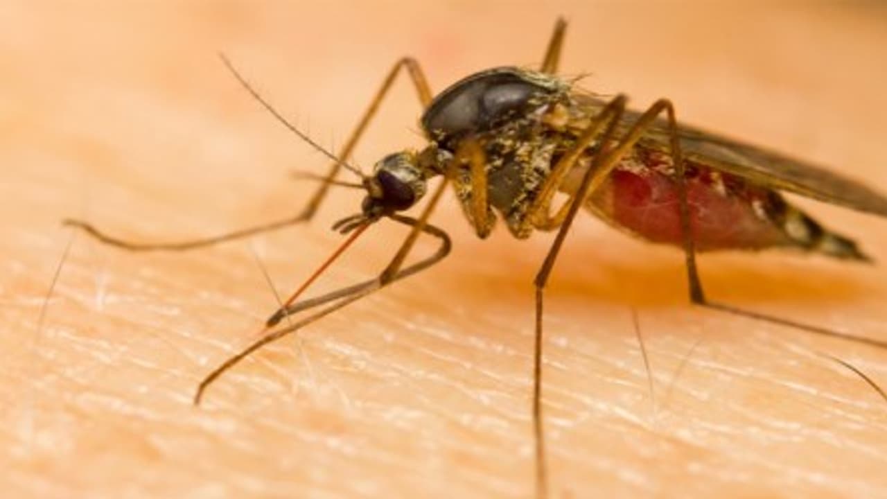 கேரளாவை கதற வைக்கும் ‘கொசு’ ஒரே நாளில் 30 ஆயிரம் பேருக்கு டெங்கு காய்ச்சல் கேரளாவை கதற வைக்கும் ‘கொசு’ ஒரே நாளில் 30 ஆயிரம் பேருக்கு டெங்கு காய்ச்சல்