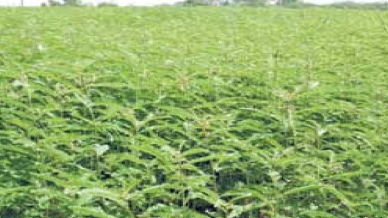 இயற்கை முறையில் நிலத்தை வளமாக்கும் எளியவழி “தக்கைப்பூண்டு”… இயற்கை முறையில் நிலத்தை வளமாக்கும் எளியவழி “தக்கைப்பூண்டு”…