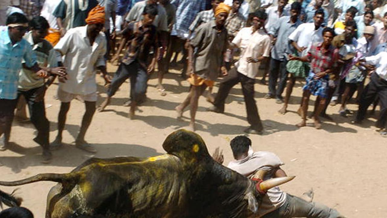 10 things you must know about the Jallikattu regulation 10 things you must know about the Jallikattu regulation