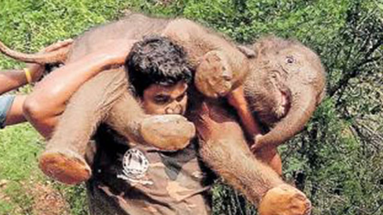 കുട്ടിയാനയെ ചുമലിലേറ്റി വനപാലകന്: സംഭവബഹുലമായ കഥ, വീഡിയോ വൈറല് കുട്ടിയാനയെ ചുമലിലേറ്റി വനപാലകന്: സംഭവബഹുലമായ കഥ, വീഡിയോ വൈറല്