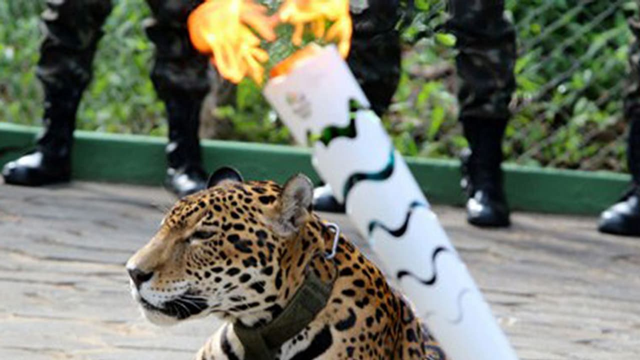Endangered Jaguar shot dead at Olympic torch ceremony Endangered Jaguar shot dead at Olympic torch ceremony