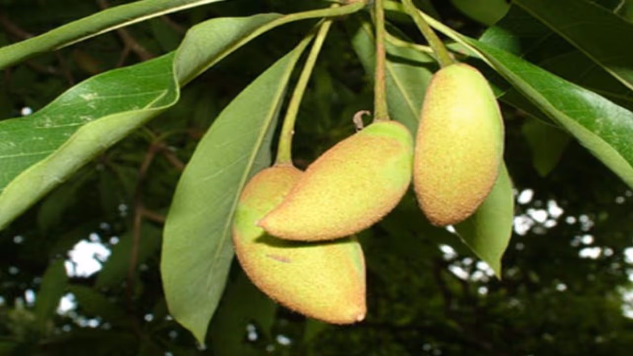 இலுப்பை சாகுபடி செய்வது எப்படி? வளர்ச்சி முதல் நடவுமுறைகள் வரை… இலுப்பை சாகுபடி செய்வது எப்படி? வளர்ச்சி முதல் நடவுமுறைகள் வரை…