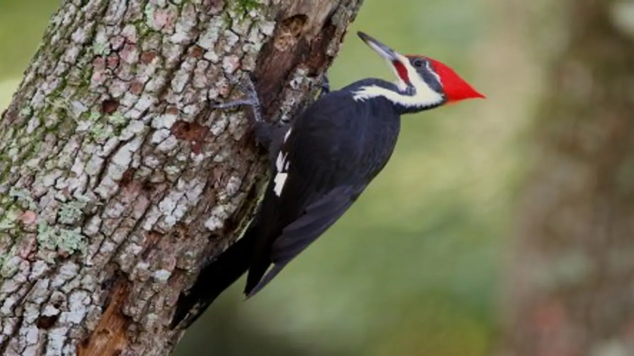 மரங்கொத்திப் பறவை ஏன் மரத்தை கொத்துகிறது? மரங்கொத்திப் பறவை ஏன் மரத்தை கொத்துகிறது?