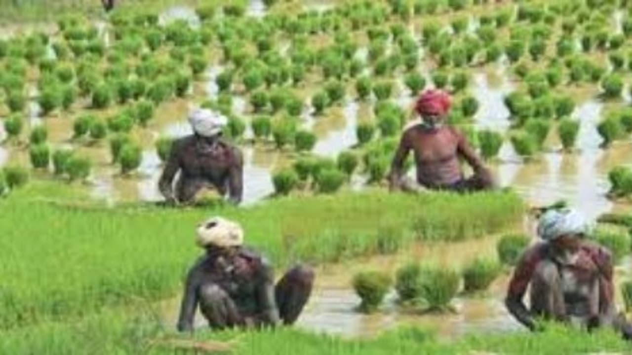 குறுவை நடவின்போது இந்த நடைமுறைகளையும் நியாபகத்தில் வைத்துக் கொள்ளவும்… குறுவை நடவின்போது இந்த நடைமுறைகளையும் நியாபகத்தில் வைத்துக் கொள்ளவும்…