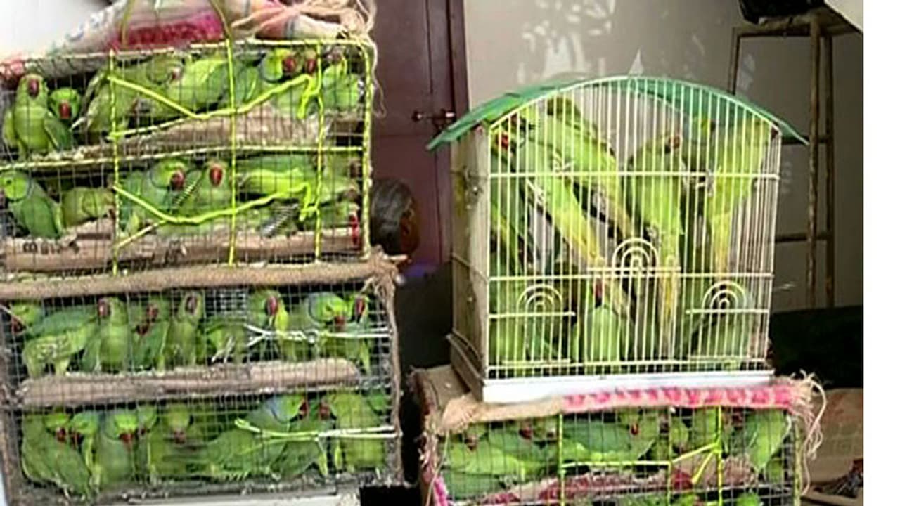 కోర్టుకి 13 రామచిలకలు... ఏం నేరం చేశాయి..? కోర్టుకి 13 రామచిలకలు... ఏం నేరం చేశాయి..?