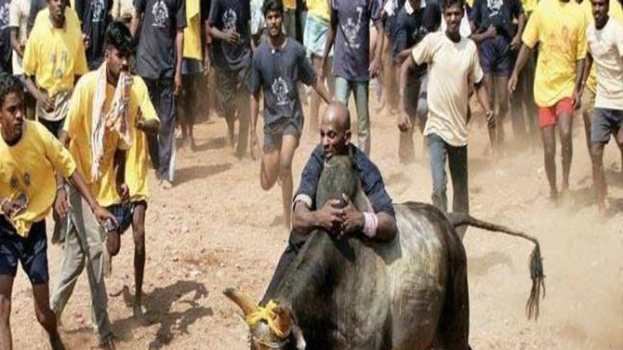 அமைச்சர் விஜயபாஸ்கரின் அடங்காத ‘கொம்பன்’... அலங்காநல்லூரில் சுவாரஸ்யம்! அமைச்சர் விஜயபாஸ்கரின் அடங்காத ‘கொம்பன்’... அலங்காநல்லூரில் சுவாரஸ்யம்!