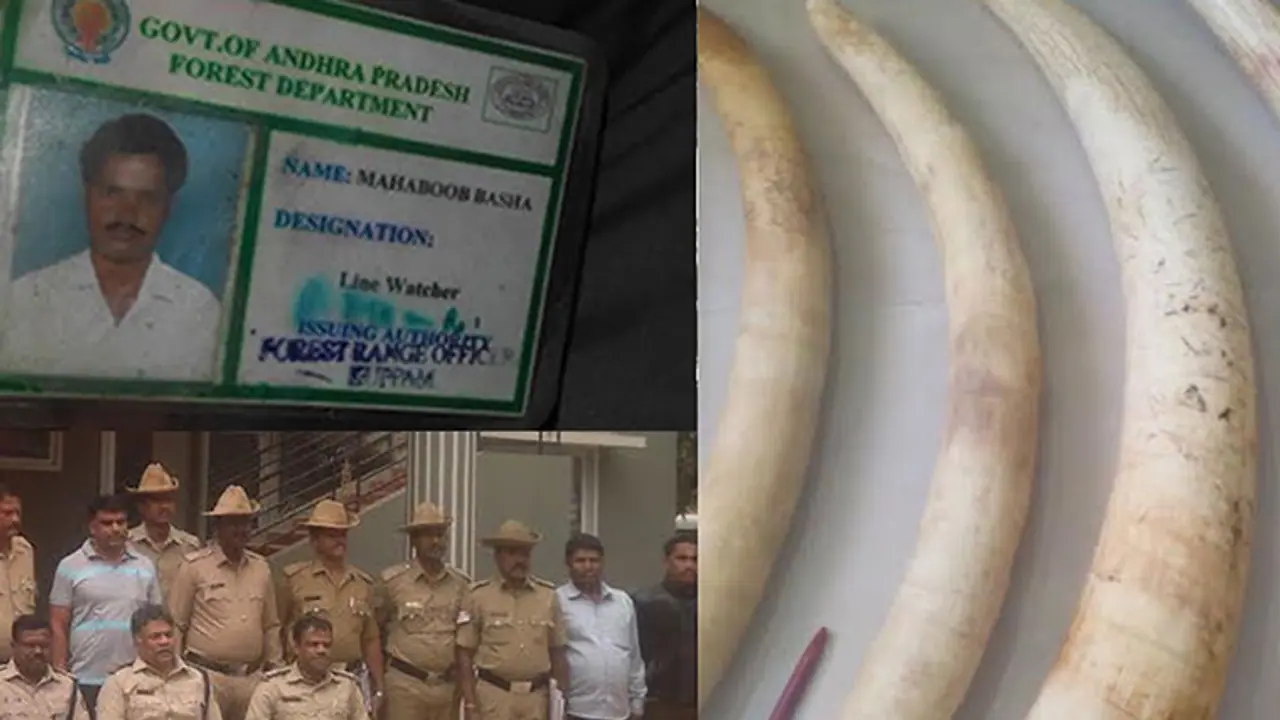 Forest guard walks off with elephant tusks, no one notices for two years! Forest guard walks off with elephant tusks, no one notices for two years!