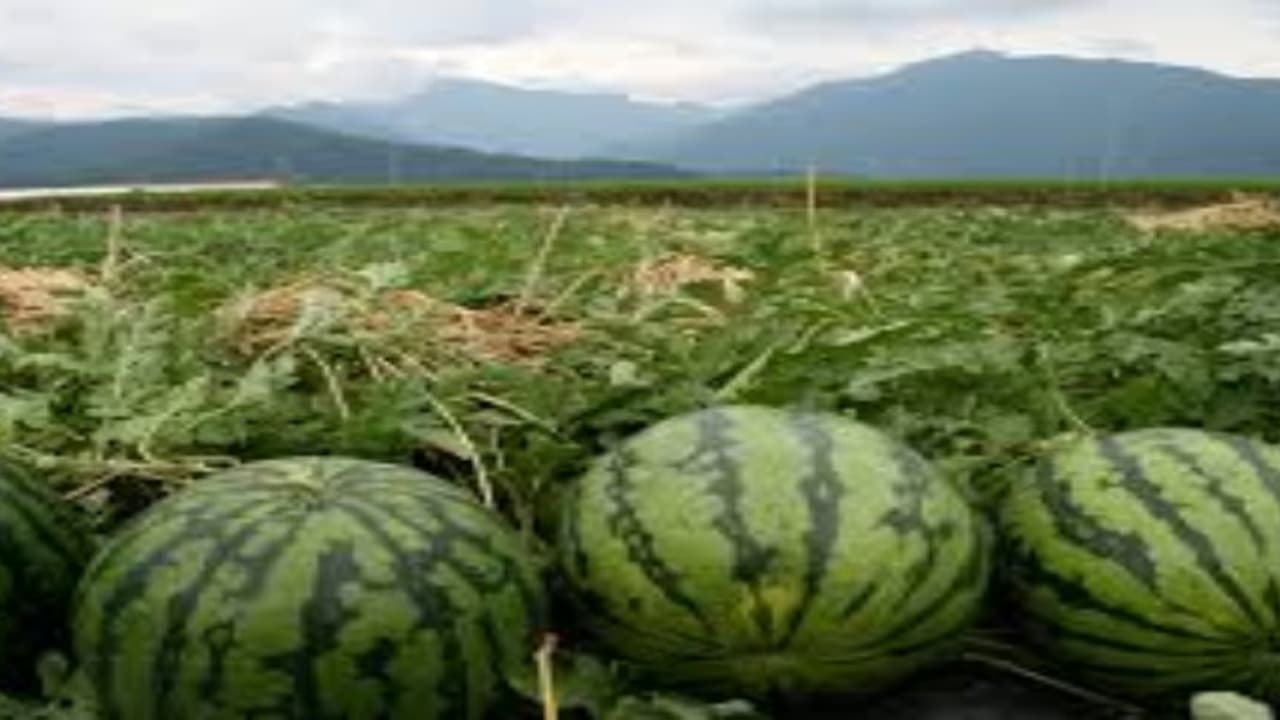 நெல் பயிரிடாத காலங்களில் தரிசு நிலத்தில் இதனை சாகுபடி செய்தால் அதிக லாபம் அள்ளலாம்… நெல் பயிரிடாத காலங்களில் தரிசு நிலத்தில் இதனை சாகுபடி செய்தால் அதிக லாபம் அள்ளலாம்…