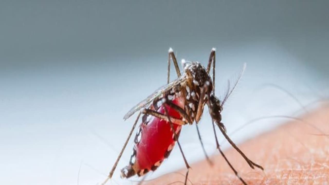 ডেঙ্গুর মশা নিধনে আবিষ্কৃত হল এক নয়া সুগন্ধীযুক্ত মলিকিউল ডেঙ্গুর মশা নিধনে আবিষ্কৃত হল এক নয়া সুগন্ধীযুক্ত মলিকিউল
