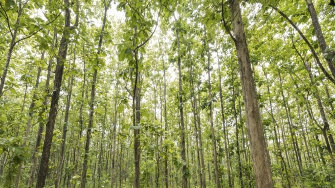 தேக்கு மரக்கன்றுகள் நன்கு வளர்ச்சியடைய தோட்டத்தை எப்படி உற்பத்தி செய்யலாம்? தேக்கு மரக்கன்றுகள் நன்கு வளர்ச்சியடைய தோட்டத்தை எப்படி உற்பத்தி செய்யலாம்?
