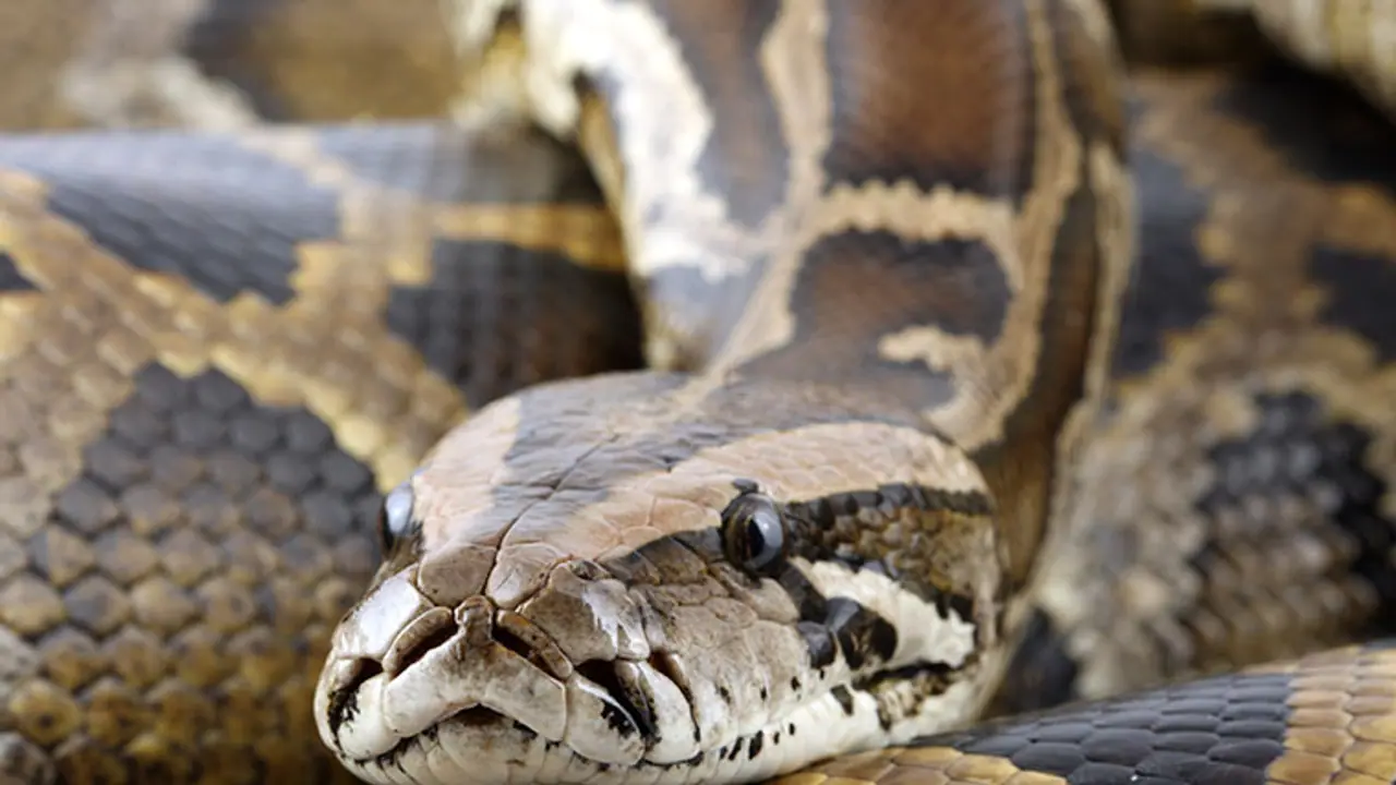 കാണാതായ യുവാവിനെ ഒടുവില്‍ കണ്ടെത്തിയത് പെരുമ്പാമ്പിന്‍റെ വയറ്റില്‍ നിന്നും