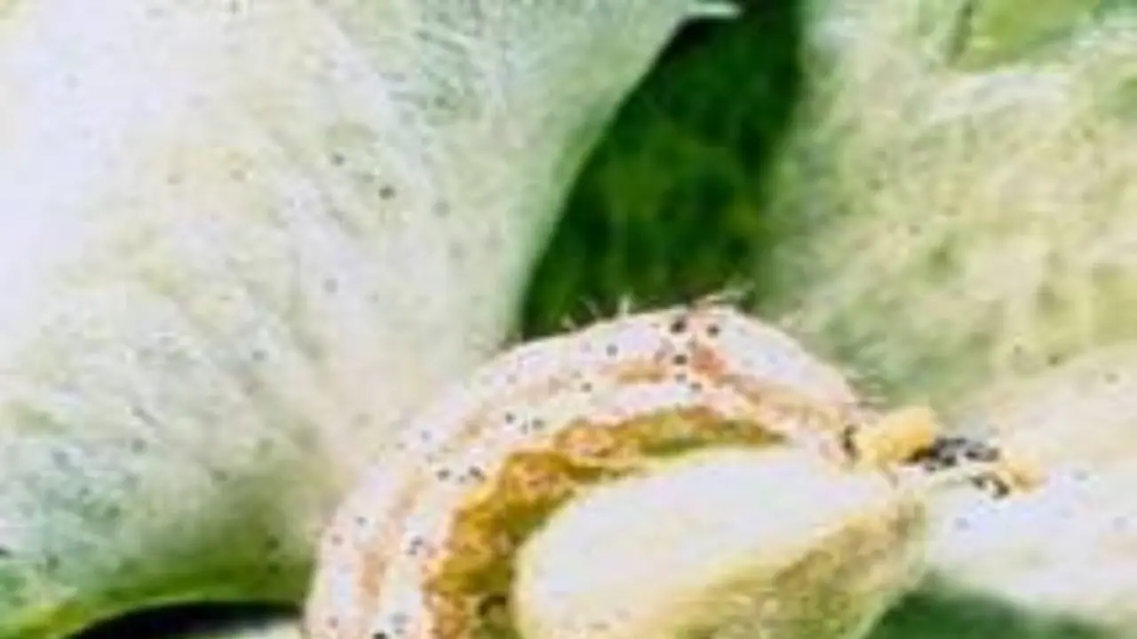 அடேங்கப்பா! பயறுவகை பயிர்களை இவ்வளவு பூச்சிகள் தாக்குகின்றதா? அடேங்கப்பா! பயறுவகை பயிர்களை இவ்வளவு பூச்சிகள் தாக்குகின்றதா?