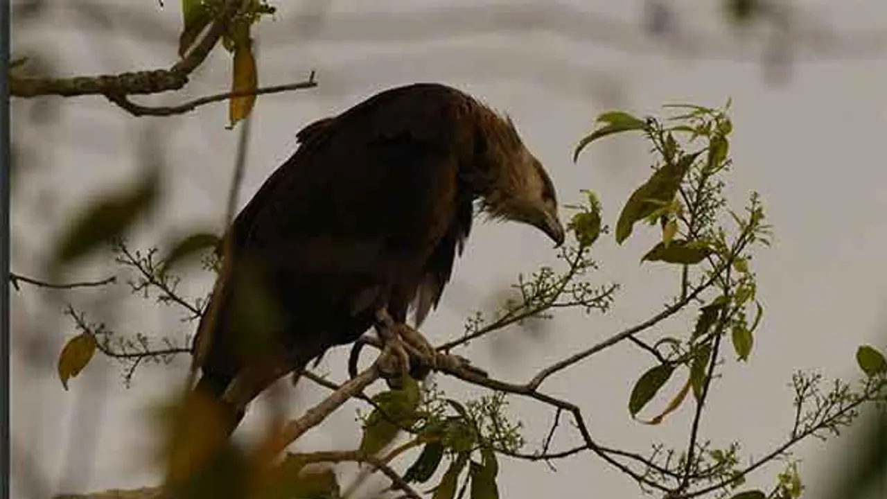 Endangered eagle, tagged in Mongolia, returns to Assam's Kaziranga to breed for 5th consecutive year