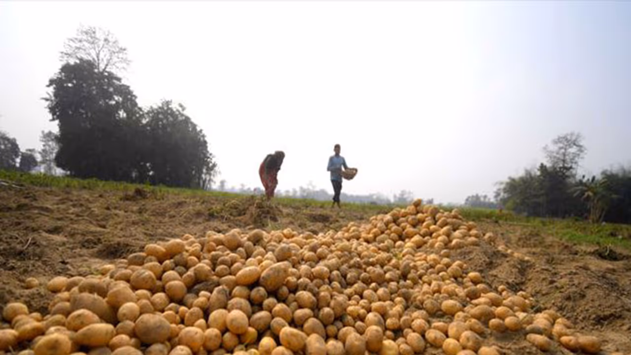 Farmers harvest potatoes in the field (File Photo/ ANI) Farmers harvest potatoes in the field (File Photo/ ANI)