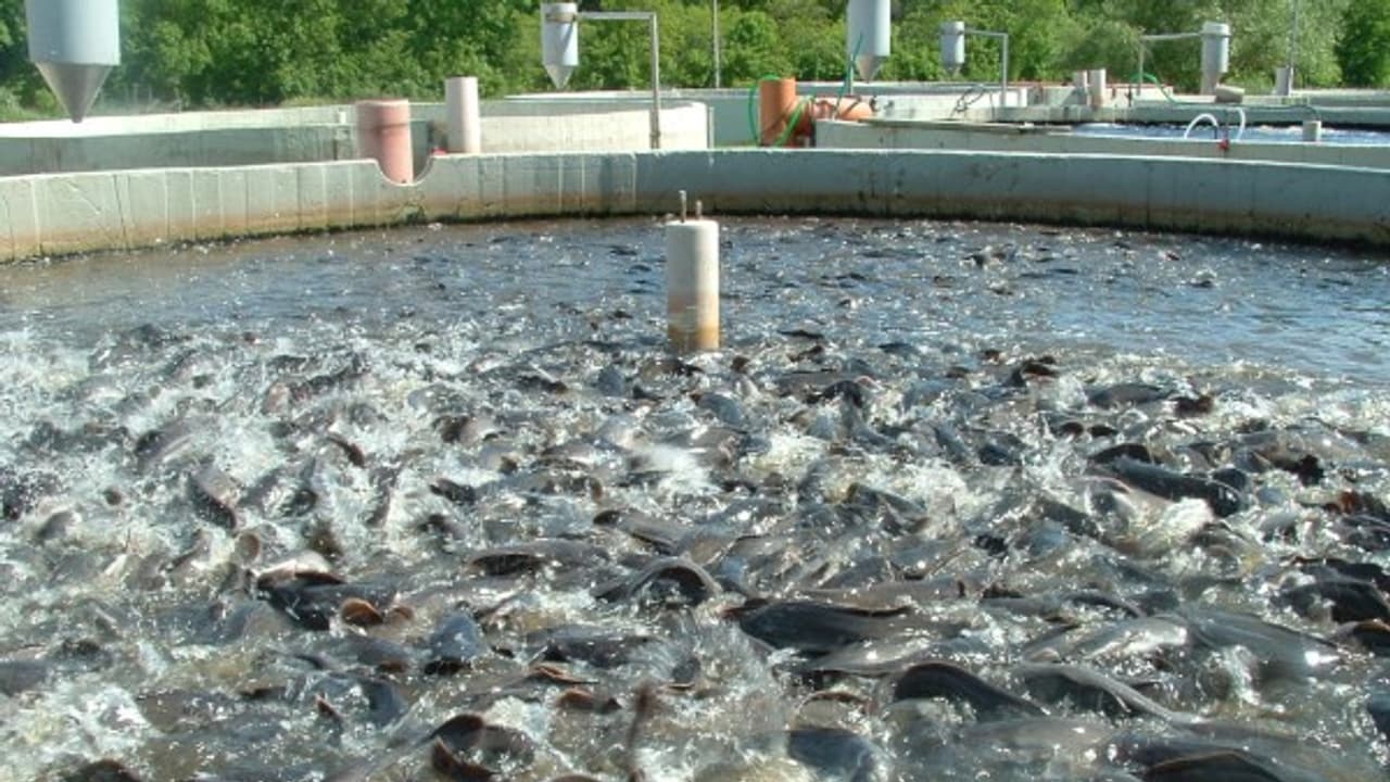 கெண்டை மீன் வளர்ப்பு பற்றி ஒரு முழு அலசல்...