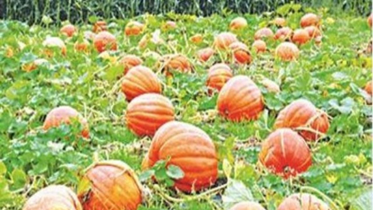 இயற்கை முறையில் பறங்கிக்காய் சாகுபடி செய்வது எப்படி? இதை வாசிங்க தெரியூம்... இயற்கை முறையில் பறங்கிக்காய் சாகுபடி செய்வது எப்படி? இதை வாசிங்க தெரியூம்...