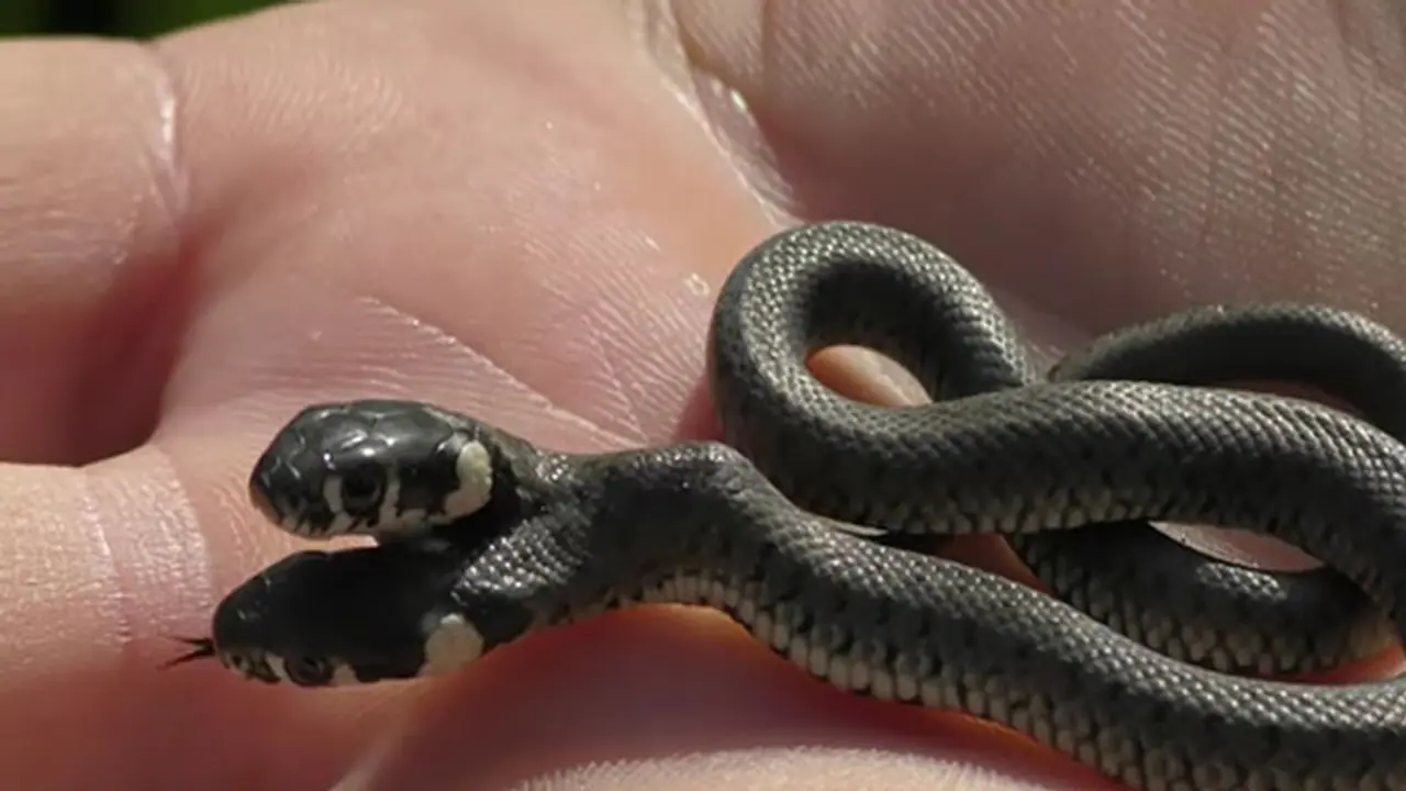 ಕ್ರೊವೇಶಿಯಾದಲ್ಲಿ ಅಪರೂಪದ ಎರಡು ತಲೆಯ ಹಾವು ಪತ್ತೆ..! ಕ್ರೊವೇಶಿಯಾದಲ್ಲಿ ಅಪರೂಪದ ಎರಡು ತಲೆಯ ಹಾವು ಪತ್ತೆ..!