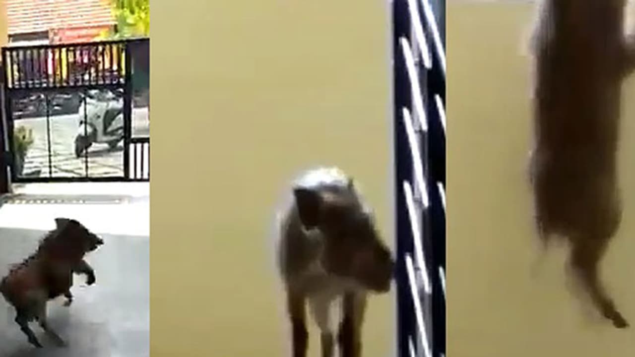 വയനാട്ടിലെ ലോഡ്ജില് കാട്ടുപന്നിയുടെ വിളയാട്ടം (വീഡിയോ) വയനാട്ടിലെ ലോഡ്ജില് കാട്ടുപന്നിയുടെ വിളയാട്ടം (വീഡിയോ)